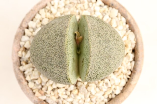 帝玉 実生 A3300★プレイオスピロス 多肉植物 数量もの★ギフトにオススメ 浦部陽向園 多肉植物