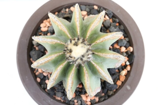 アズテキウム ヒントニー 現地球 【公式通販】