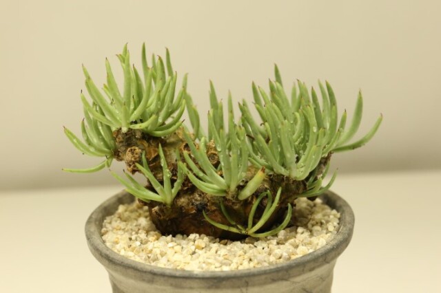 多肉植物
