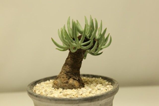 多肉植物