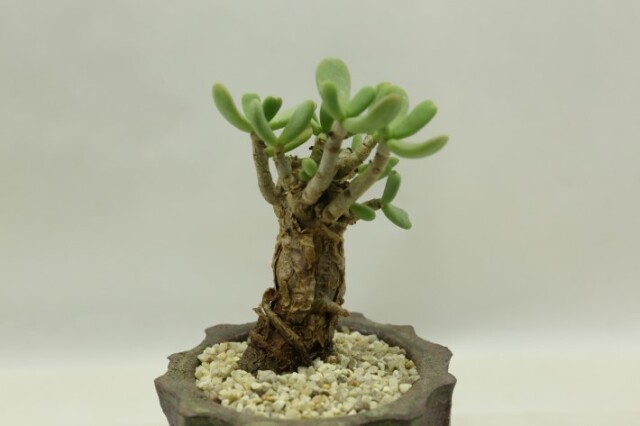 ピグマエア盆栽form 輸入球 A3485★ケラリア コーデックス(塊根植物) 多肉植物★「送料無料」浦部陽向園 多肉植物