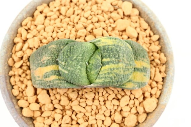 臥牛錦 ザラ肌type 実生 A3516★ガステリア 多肉植物★「送料無料」浦部陽向園 多肉植物