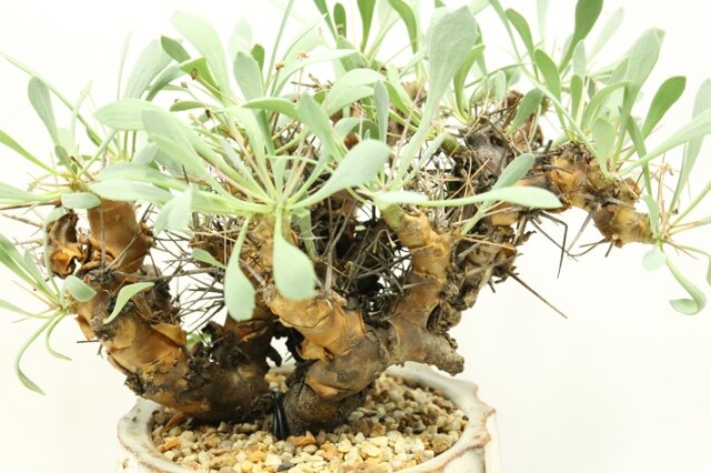 多肉植物