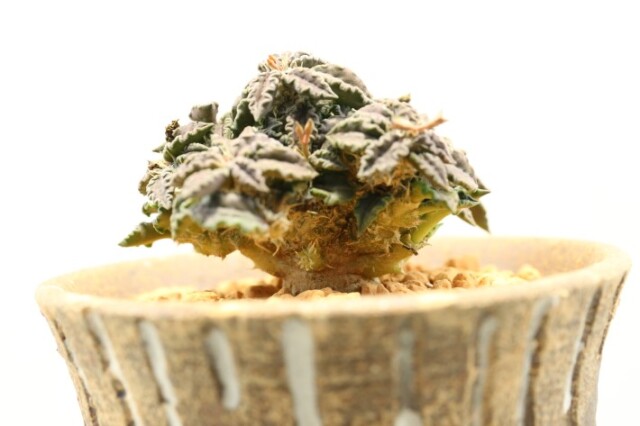 多肉植物