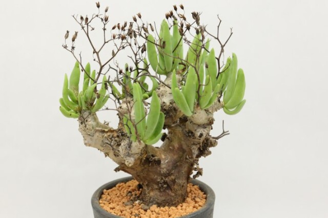 多肉植物