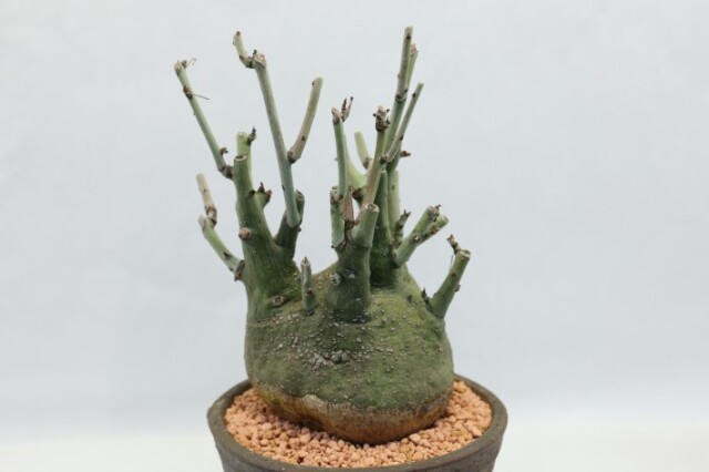 多肉植物