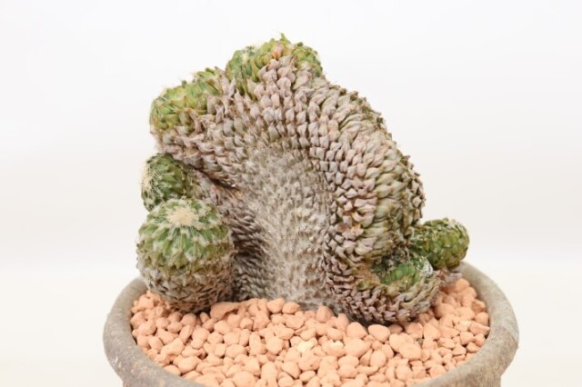貴重実生品種‼️花サボテン ZB47レース花弁 Yahoo!オークション - 多肉植物 大型大輪花サボテン 春春（2株）