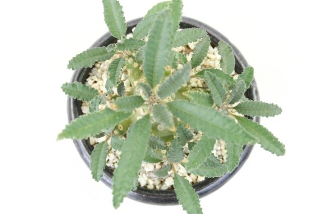 多肉植物