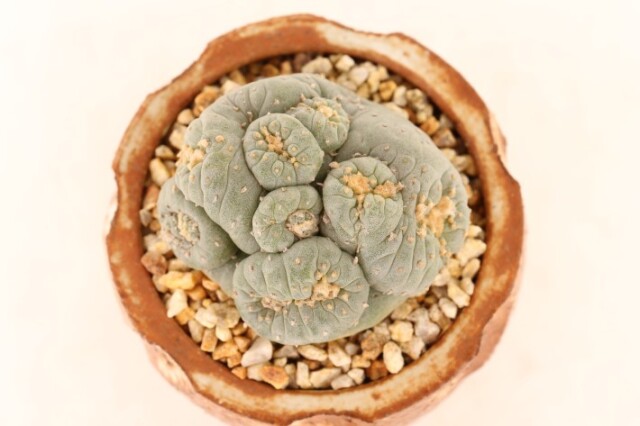 サボテン 銀冠玉モンスト綴化 銀冠玉モンスト 綴化 実生 Lophophora fricii