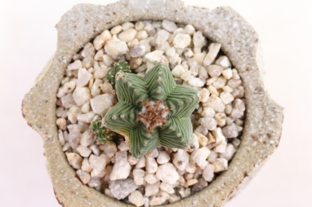 紅籠 実生 A3759☆アズテキウム バルデジー サボテン☆「送料無料