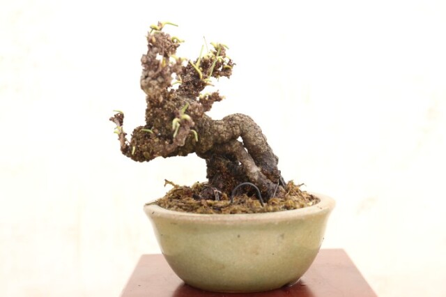 盆栽