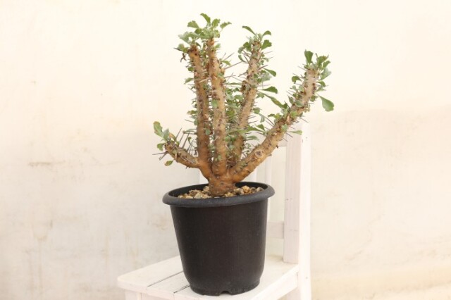 Sarcocaulon crassicaule【サルコカウロン・クラシカウレ