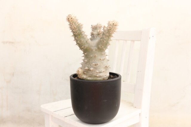 多肉植物