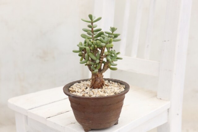 【送料無料】ピグマエア ケラリア 輸入球 A3859|多肉植物 塊根植物|浦部陽向園 多肉植物
