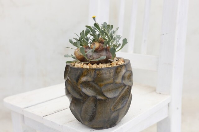 多肉植物