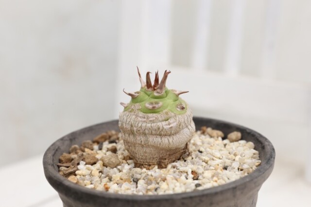 多肉植物