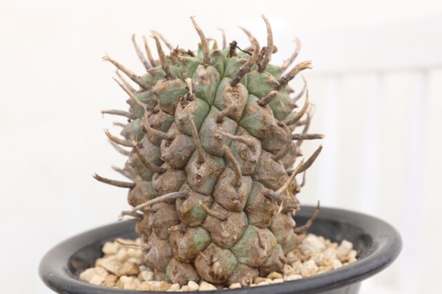 送料無料】闘牛角 スコエンランディー ユーフォルビア 輸入球 A3875  