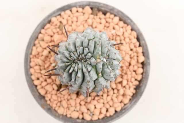多肉植物
