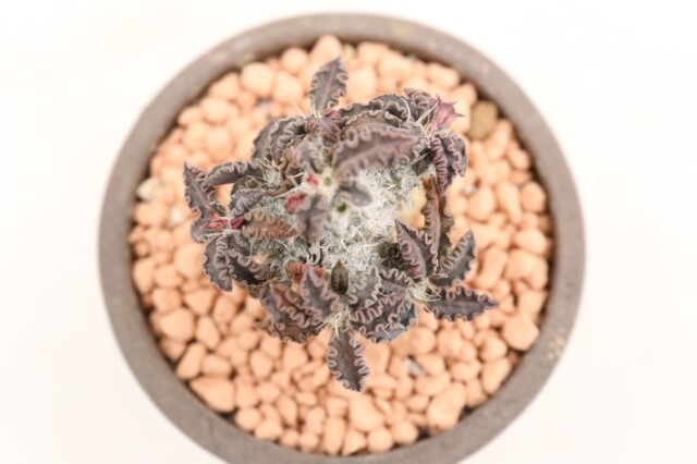 多肉植物
