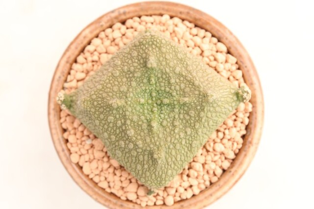 多肉植物