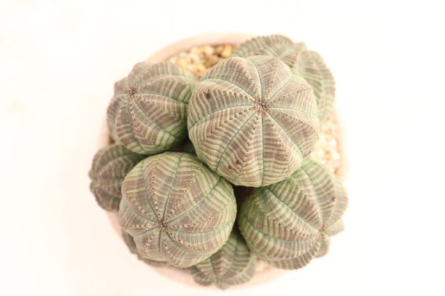 多肉植物