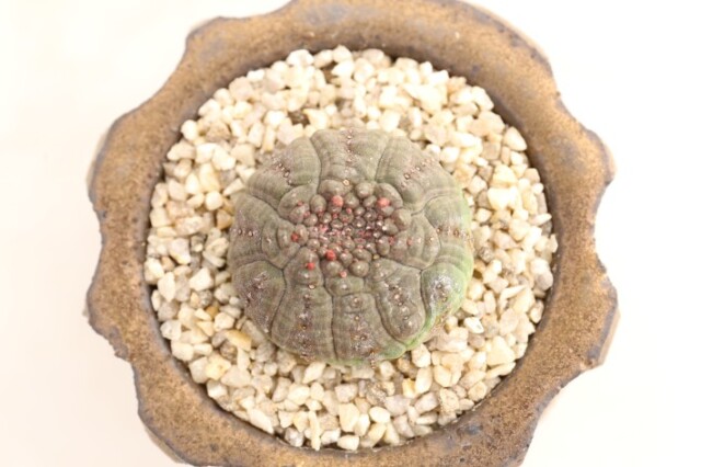 多肉植物
