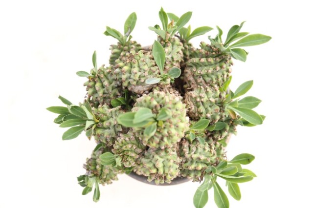 多肉植物