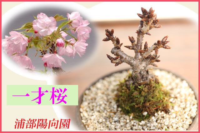 一才桜 A1112★花物実物類 サクラ 小品盆栽 ギフトにオススメ★浦部陽向園 盆栽・サボテン・多肉植物の通販 生産販売専門店 浦部陽向園