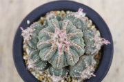 アズテキウム 【花籠】 サボテン fe6f117deacc7b341fb93c116708f0