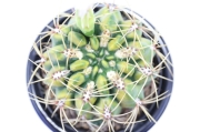 菊水(大疣type) 実生 A3294☆ストロンボカクタス サボテン☆「送料無料