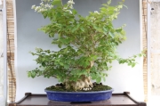 盆栽 サルスベリ｜盆栽・サボテン・多肉植物 生産販売専門【浦部