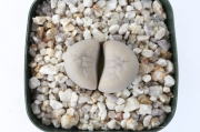 黄巴里玉 A1381☆リトープス メセン 多肉植物☆浦部陽向園