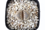 紫褐紫勲玉 A1409☆リトープス メセン 多肉植物 数量もの☆浦部