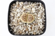 グレー紫勲玉 A1386☆リトープス メセン 多肉植物 数量もの