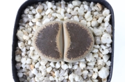 グレー紫勲玉 A1386☆リトープス メセン 多肉植物 数量もの