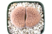 網目巴里玉 A1413☆リトープス メセン 多肉植物 数量もの☆浦部