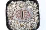 麗虹玉 A1387☆リトープス メセン 多肉植物 数量もの☆浦部陽向園