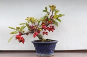長寿梅・真柏・早乙女さつき 龍眼石付け A1849☆花物実物 中品盆栽