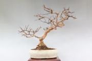 盆栽 サルスベリ｜盆栽・サボテン・多肉植物 生産販売専門【浦部