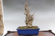長寿梅・真柏・早乙女さつき 龍眼石付け A1849☆花物実物 中品盆栽