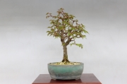 盆栽