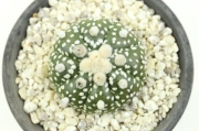 サボテン