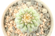 孤竜丸 実生 A3121☆コピアポア コルムナアルバ サボテン☆「送料無料