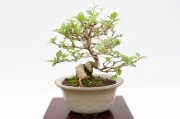 カエデ 盆栽・葉物 商品一覧│生産販売・通販専門店【浦部陽向園】