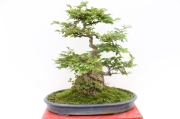 【トラさん専用】盆栽 小品 幹太 百日紅 サルスベリ 楽天市場】姫サルスベリ / 百日紅 小品盆栽 （いよじ園） : いよ