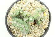 菊水綴化 実生カット A2925☆ストロンボカクタス サボテン