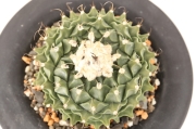 【大株】オブレゴニア帝冠 デニグリー spicy gem 𝗞𝗔𝗞𝗨𝗦𝗘𝗡-𝗘𝗡 𝗖𝗼., 𝗟𝘁𝗱. | ••• C.J.PLANTS X SPICY