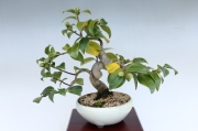 盆栽