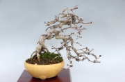 盆栽