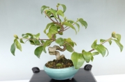 盆栽